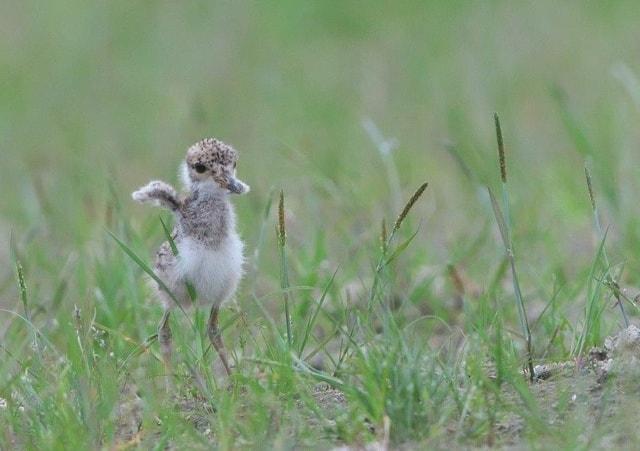 平城宮跡　夏鳥たちの小さな写真展