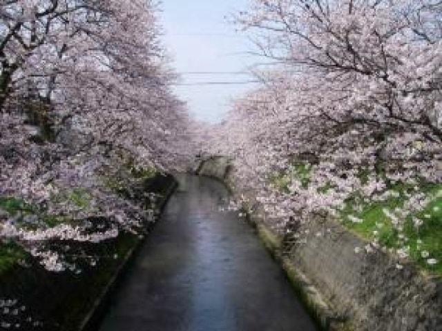 【桜・見ごろ】岸渡川堤