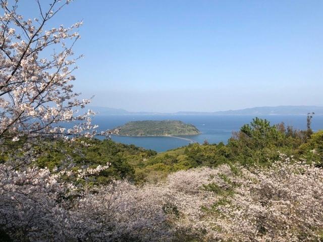 【桜・見ごろ】魚見岳