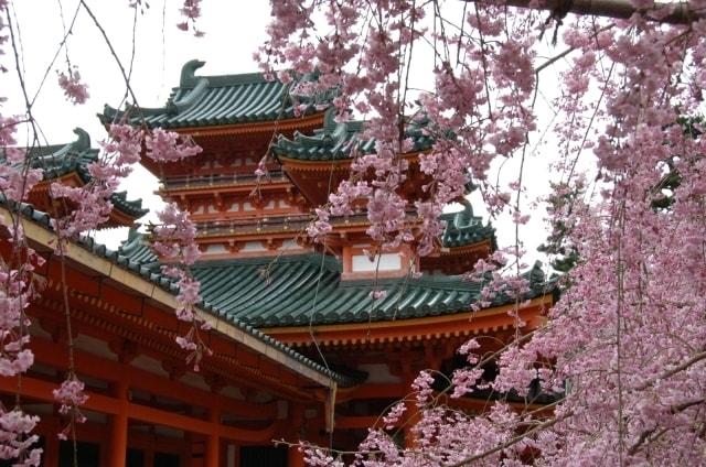 【桜・見ごろ】平安神宮