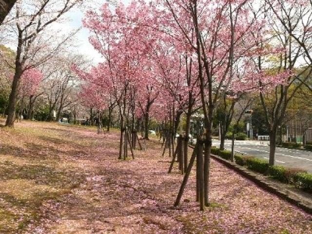 【桜・見ごろ】中央公園