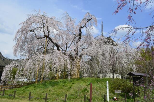 【桜・見ごろ】浄専寺のしだれ桜