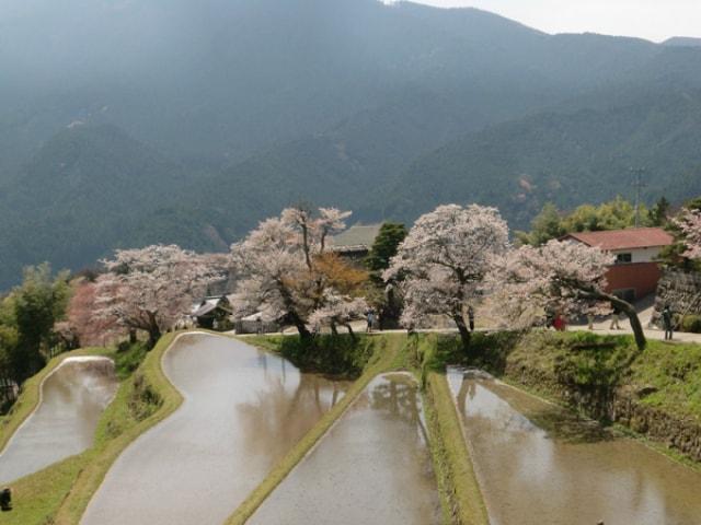 【桜・見ごろ】三多気