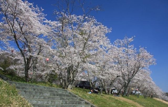 【桜・見ごろ】亀ヶ広桜並木