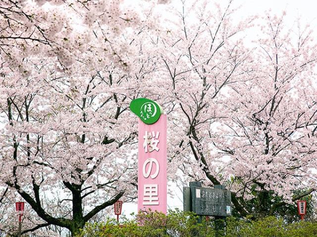 【桜・見ごろ】桜の里