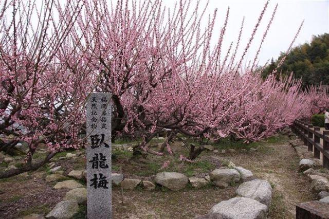 普光寺の「臥龍梅」