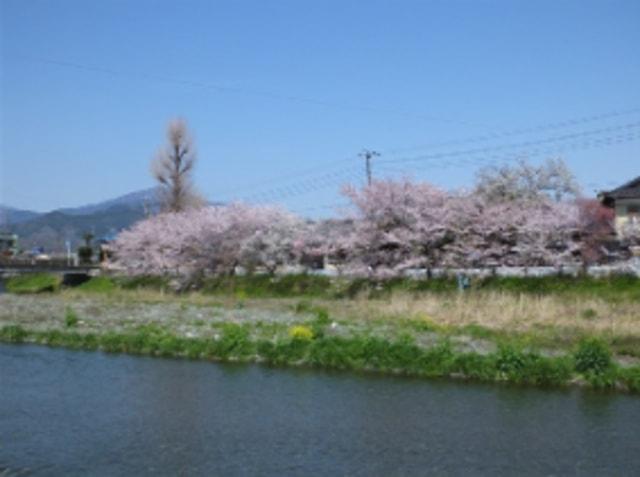 【桜・見ごろ】金目川土手