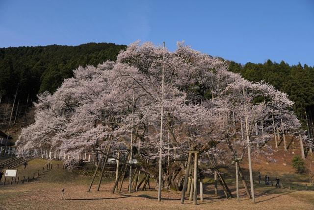 【桜・見ごろ】根尾谷淡墨桜