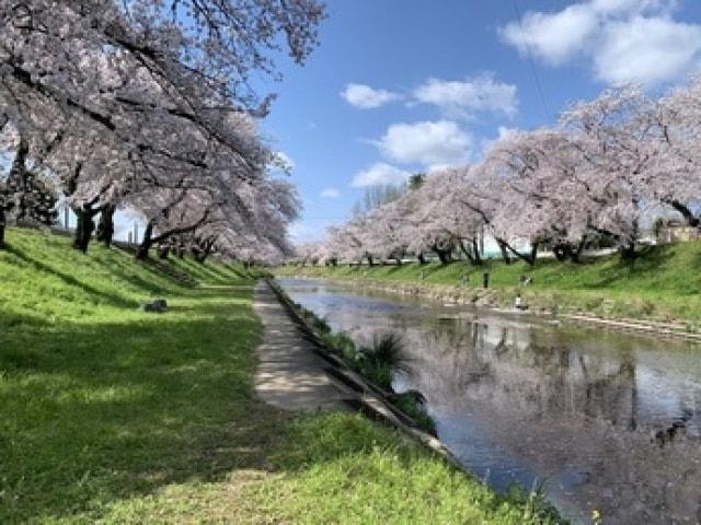 第49回各務原市桜まつり