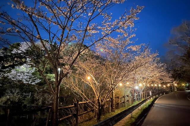 動鳴気峡夜桜ライトアップ