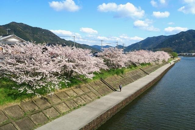 【桜・見ごろ】川島堤