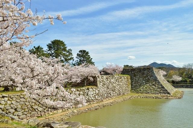 【桜・見ごろ】萩城跡指月公園