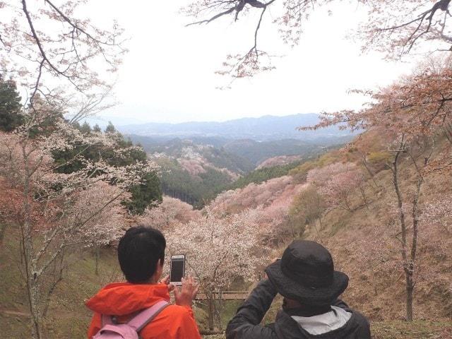 春の吉野山お花見トレッキング