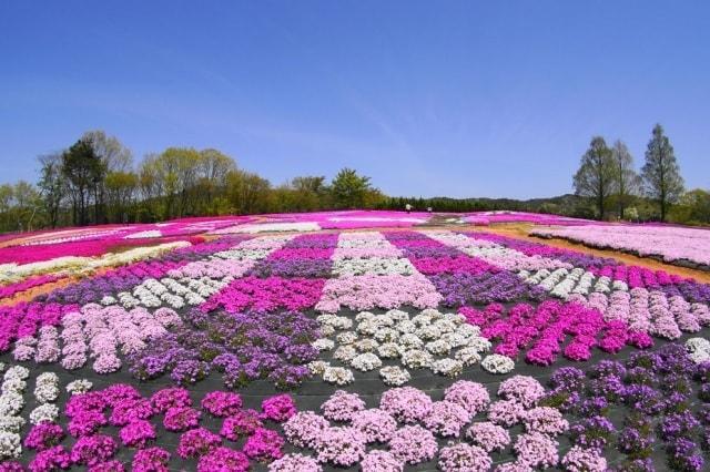 芝桜とネモフィラの丘