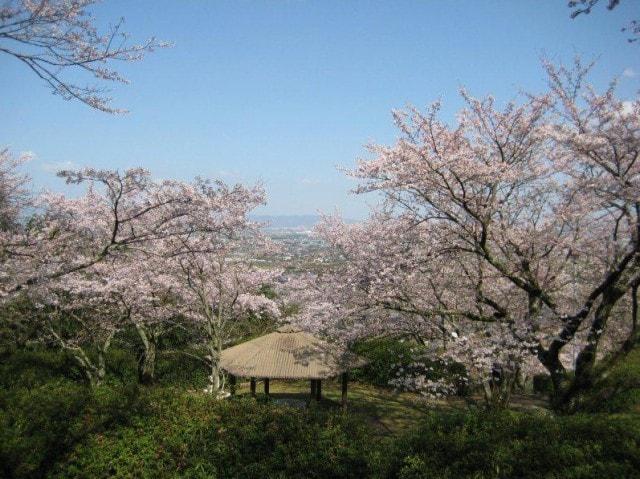 【桜・見ごろ】発心公園