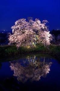 【桜・見ごろ】浅井の一本桜