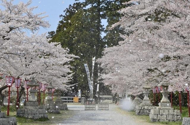 馬陵公園　桜まつり