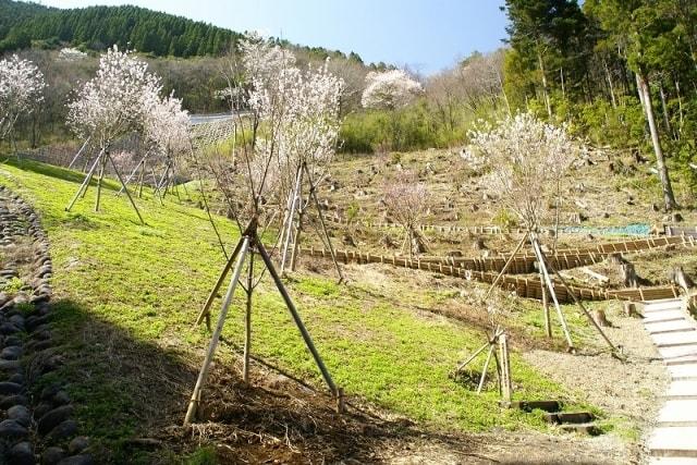 【桜・見ごろ】平家さくらの森