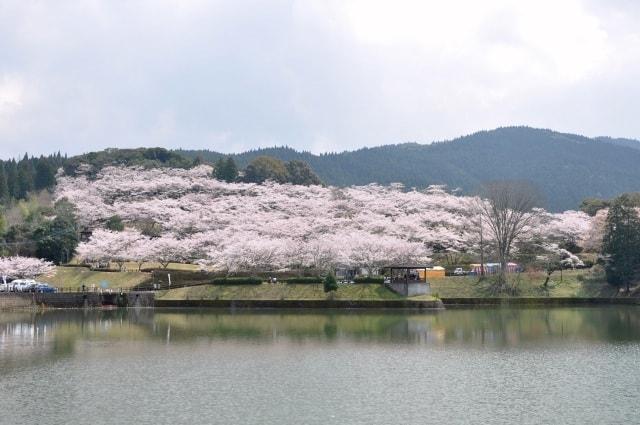 【桜・見ごろ】上米公園