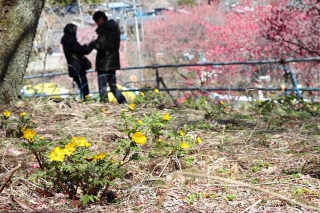 あぶだ福寿草の里