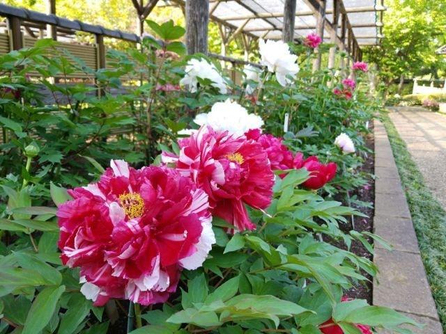 町田薬師池公園四季彩の杜ぼたん園　ぼたんしゃくやく祭り