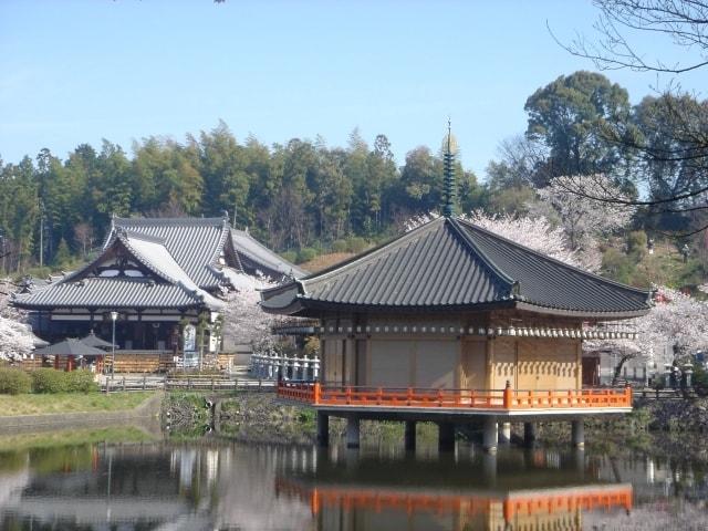 【桜・見ごろ】安倍文殊院