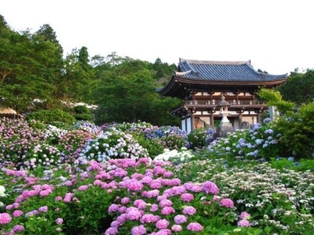 【あじさい・見ごろ】觀音寺