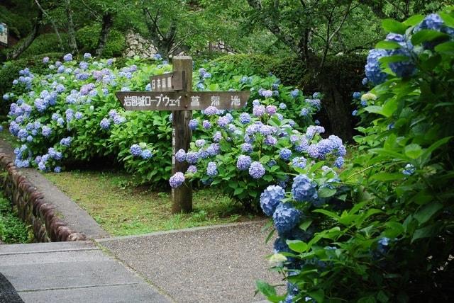 【あじさい・見ごろ】吉香公園
