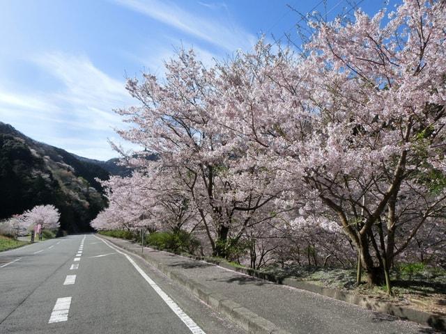 雨山の郷　桜まつり