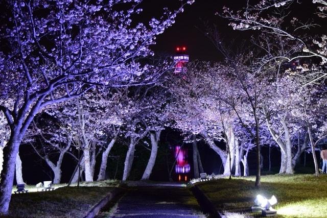 夜桜のライトアップ　ときわ公園