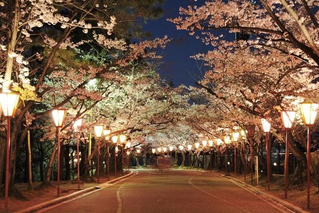 日岡山公園 ぼんぼりライトアップ