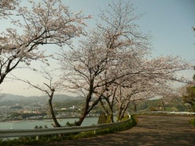 【桜・見ごろ】遠見山