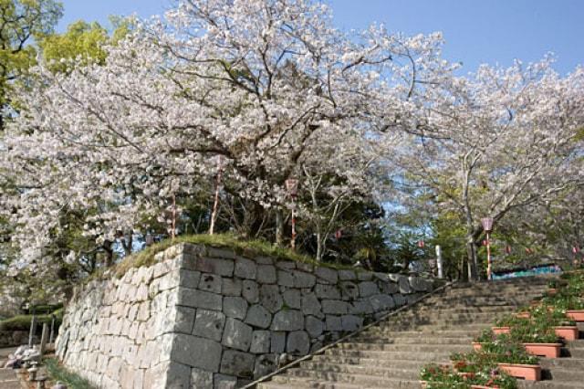 【桜・見ごろ】舞鶴公園