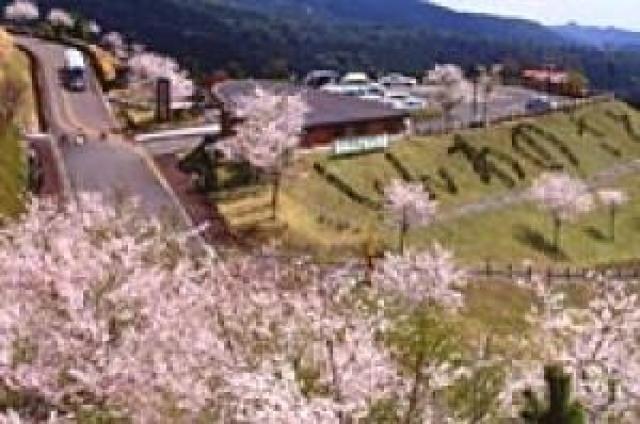 【桜・見ごろ】霧島神話の里公園