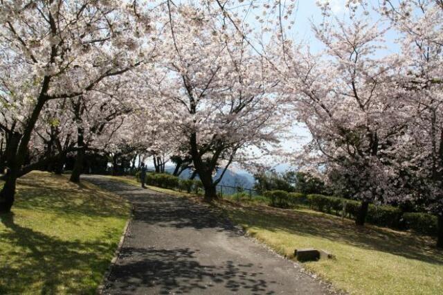 【桜・見ごろ】城山公園