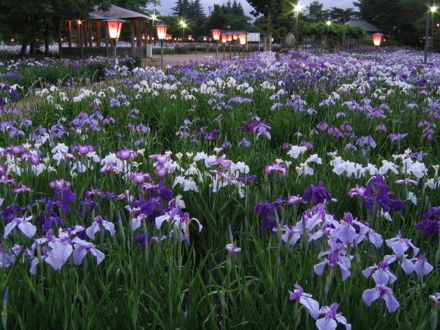 あやめ公園　あやめまつり
