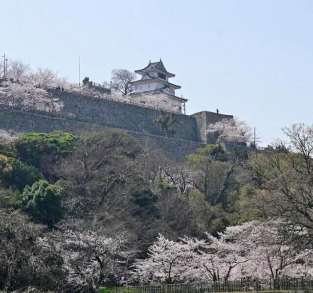 丸亀城桜まつり