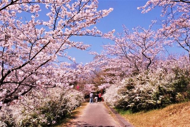 平草原公園桜まつり・夜桜ライトアップ