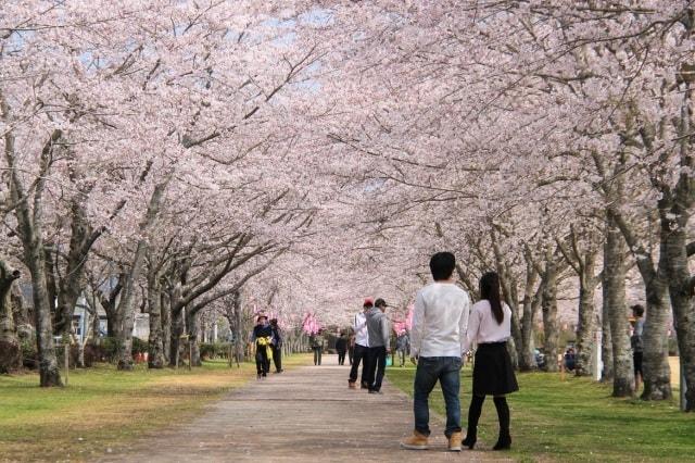 【桜・見ごろ】忠元公園