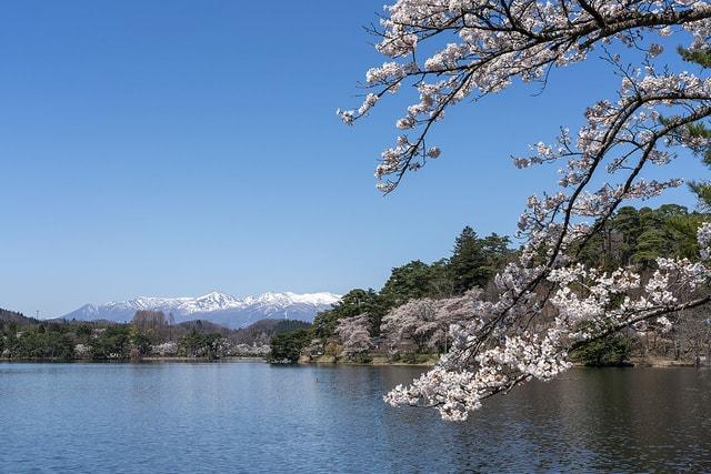 【桜・見ごろ】南湖公園