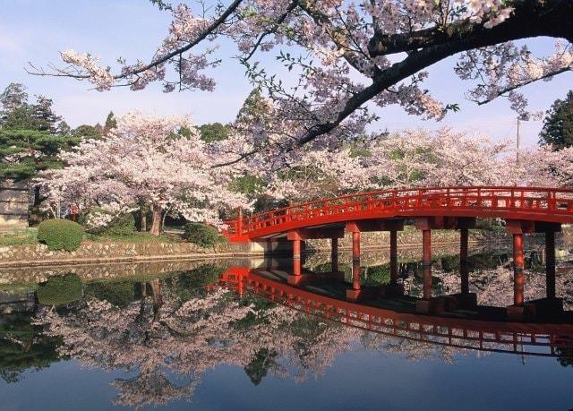 【桜・見ごろ】涼ヶ岡八幡神社