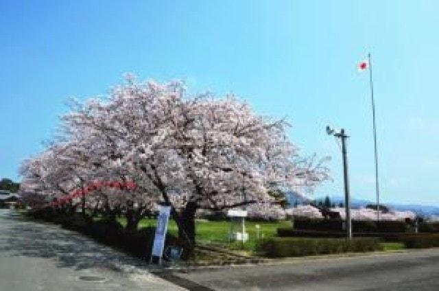 陸上自衛隊久留米駐屯地　桜の一般開放