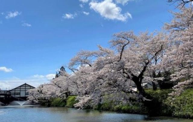 【桜・見ごろ】中村城跡（馬陵城）