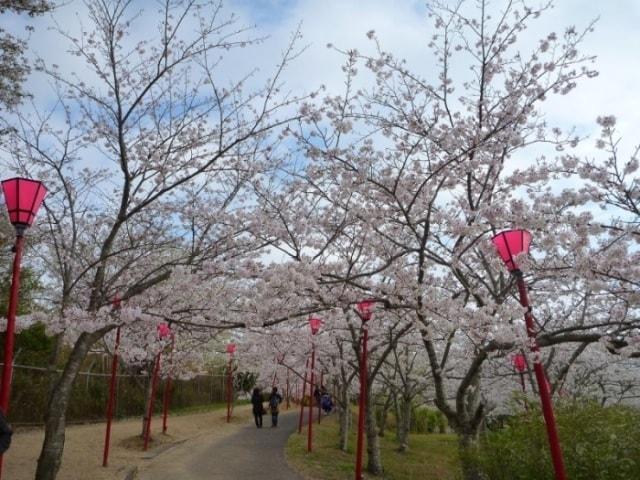 【桜・見ごろ】平草原公園