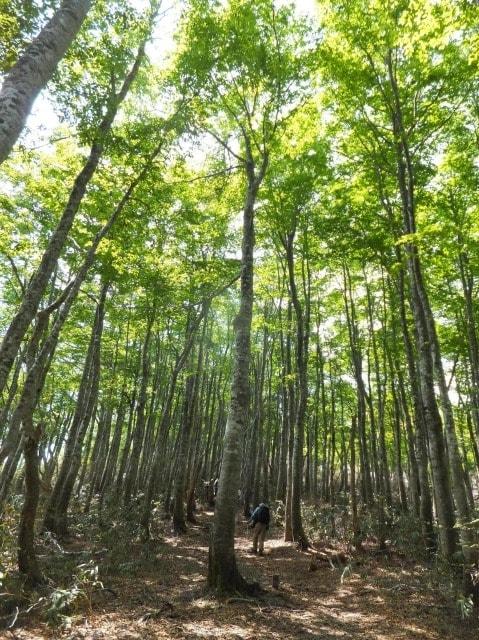 扇ノ山残雪と新緑登山