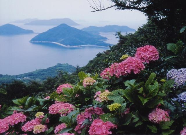 【あじさい・見ごろ】紫雲出山