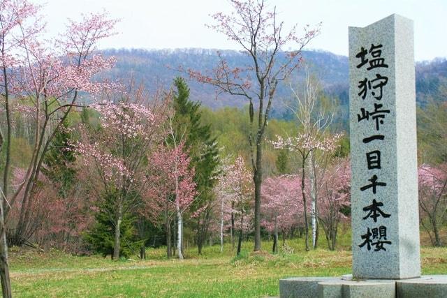 【桜・見ごろ】塩狩峠一目千本桜