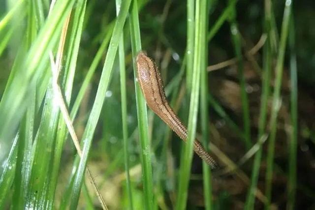 へんてこ吸血生物「ヤマビル」の不思議なくらしを探究せよ！