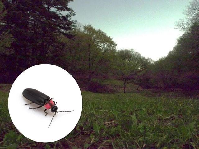 メッツァの水辺でホタル観察！～夜を照らすグリーンライト！？～