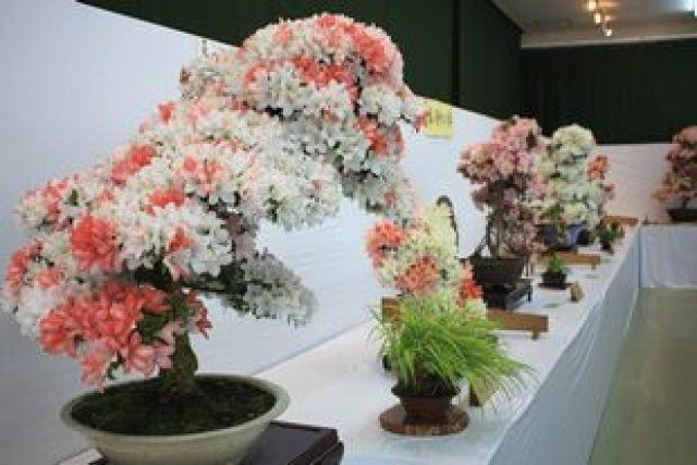 第47回全日本皐月会さつき展